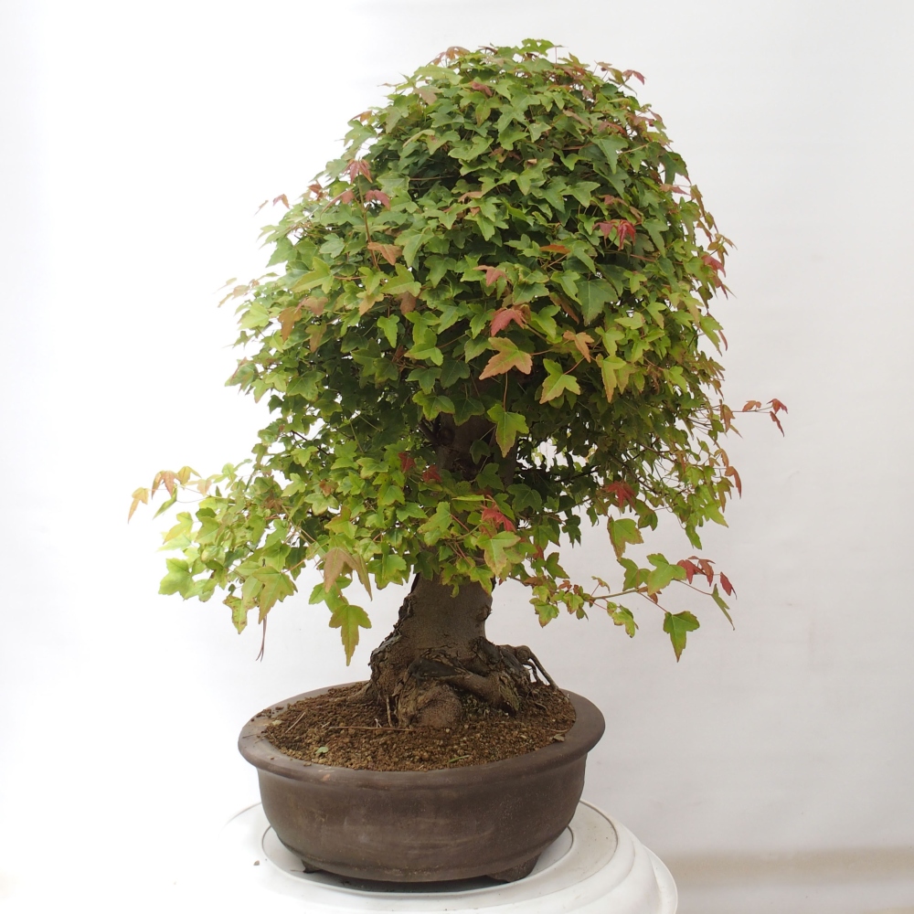 Bonsai im Freien - Ahorn Buergerianum - Burger Maple