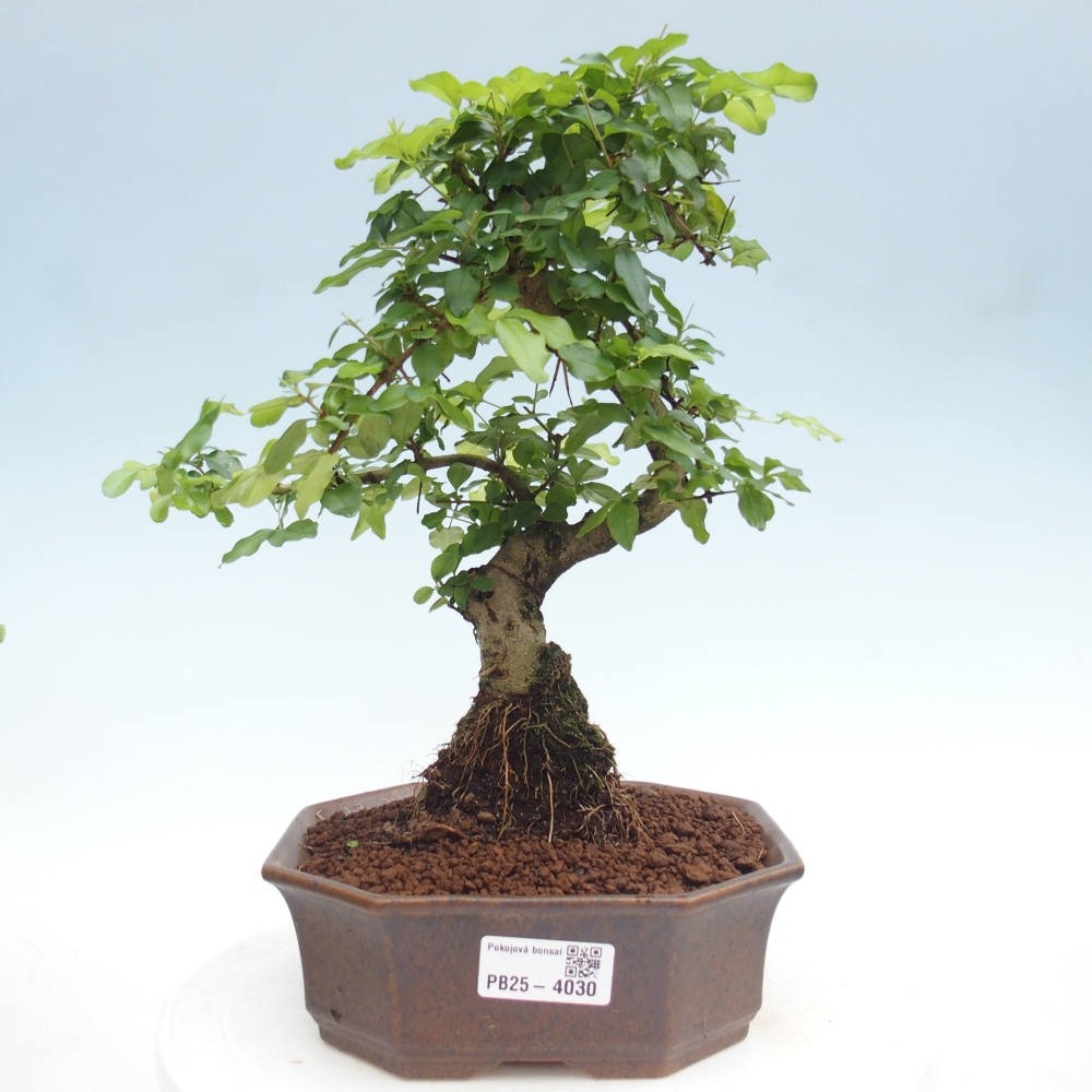 Zimmer Bonsai -Ligustrum chinensis - Vogelschnabel