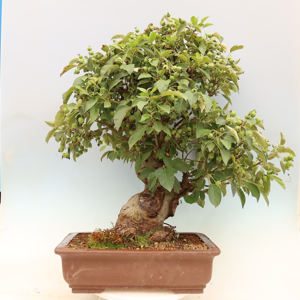 Bonsai im Freien - Malus halliana - Kleinfruchtiger Apfelbaum