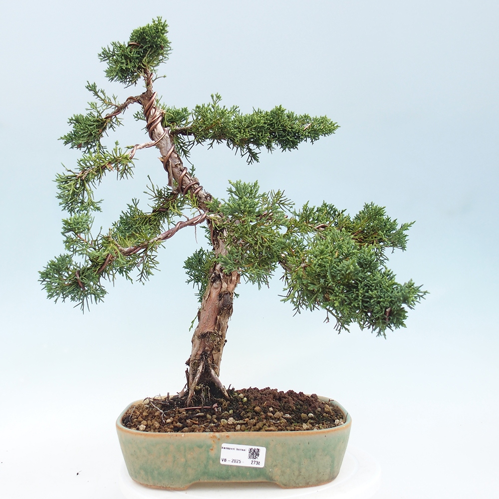 Outdoor-Bonsai - Juniperus chinensis Kishu - Chinesischer Wacholder