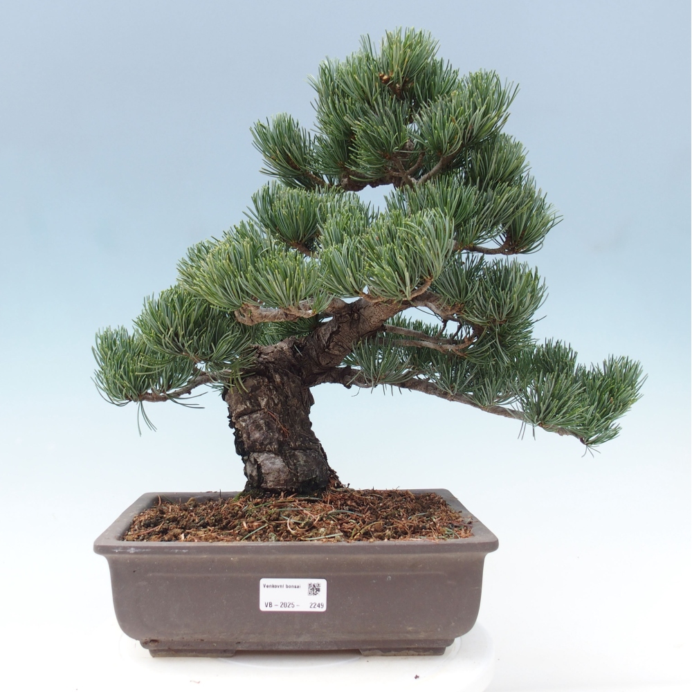 Bonsai im Freien - Pinus parviflora - kleine Kiefer