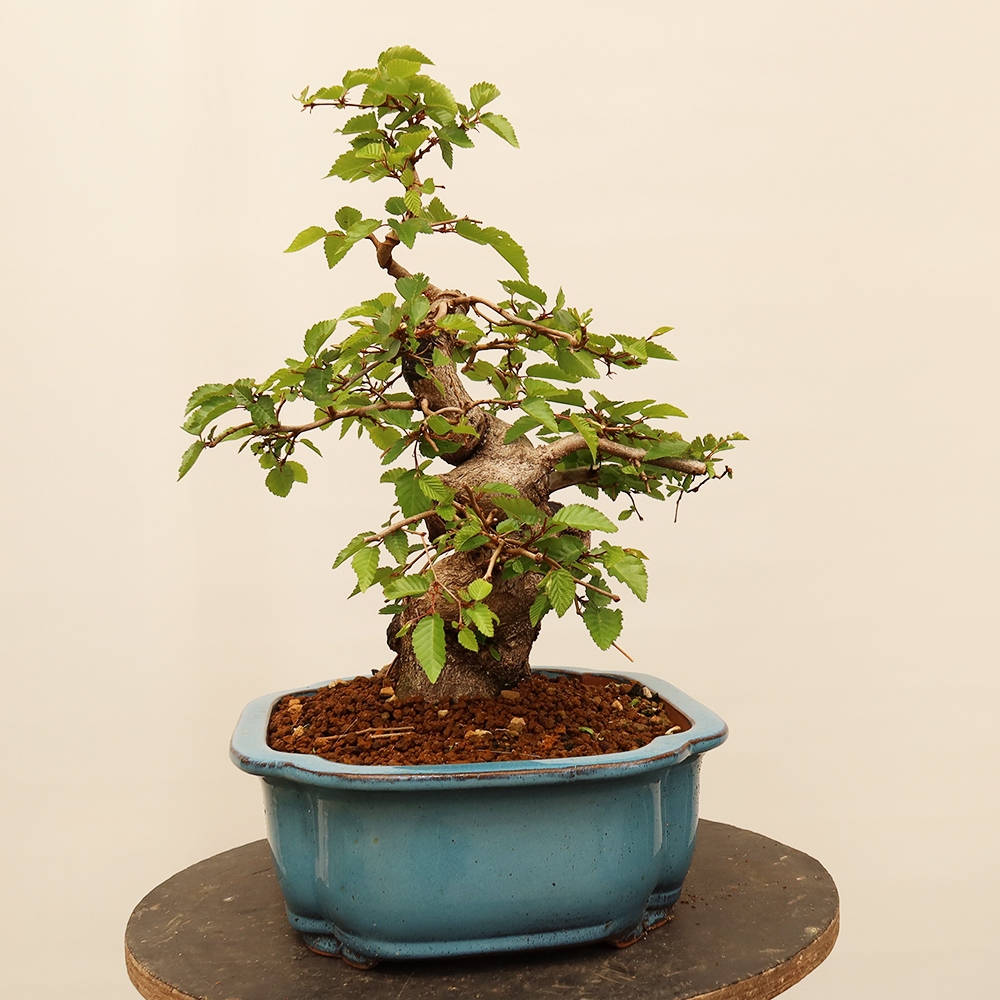Bonsai im Freien - Carpinus Coreana - Koreanische Hainbuche