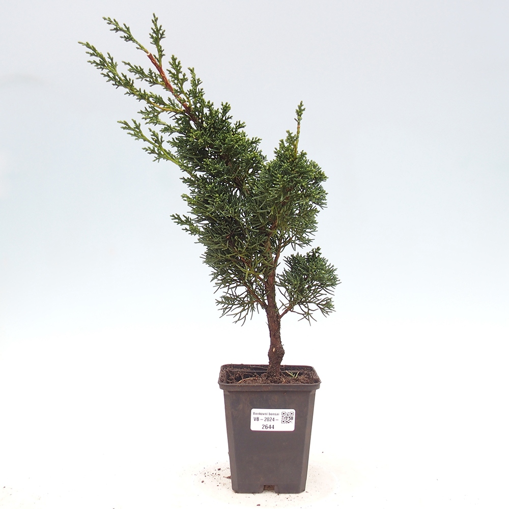 Outdoor-Bonsai - Juniperus chinensis Kishu - Chinesischer Wacholder