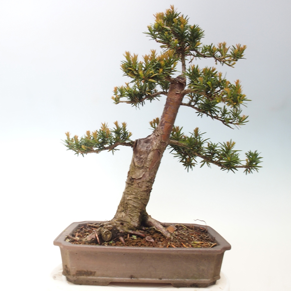 Bonsai im Freien - Taxus cuspidata - Japanische Eibe