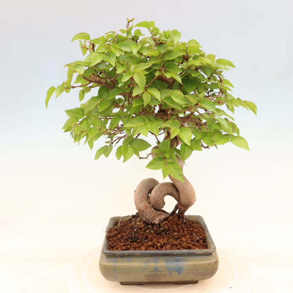 Bonsai für draußen - Karpinus Coreana - Koreanische Hainbuche
