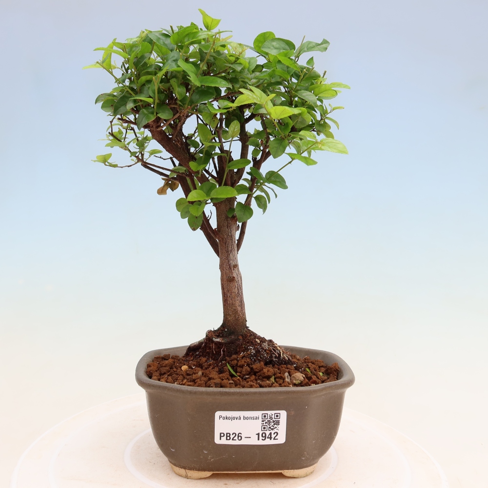 Zimmer Bonsai - Sageretia thea - Sageretia thea