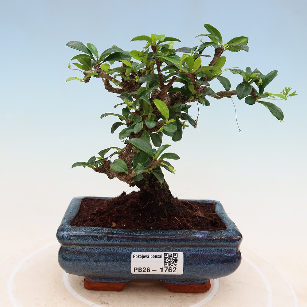 Zimmer-Bonsai - Carmona macrophylla - Tee-Fuki