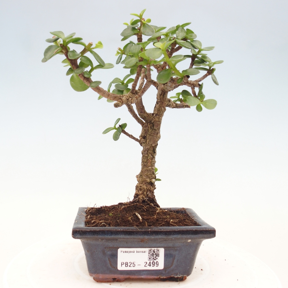 Zimmerbonsai - Portulakaria Afra - Tlustice