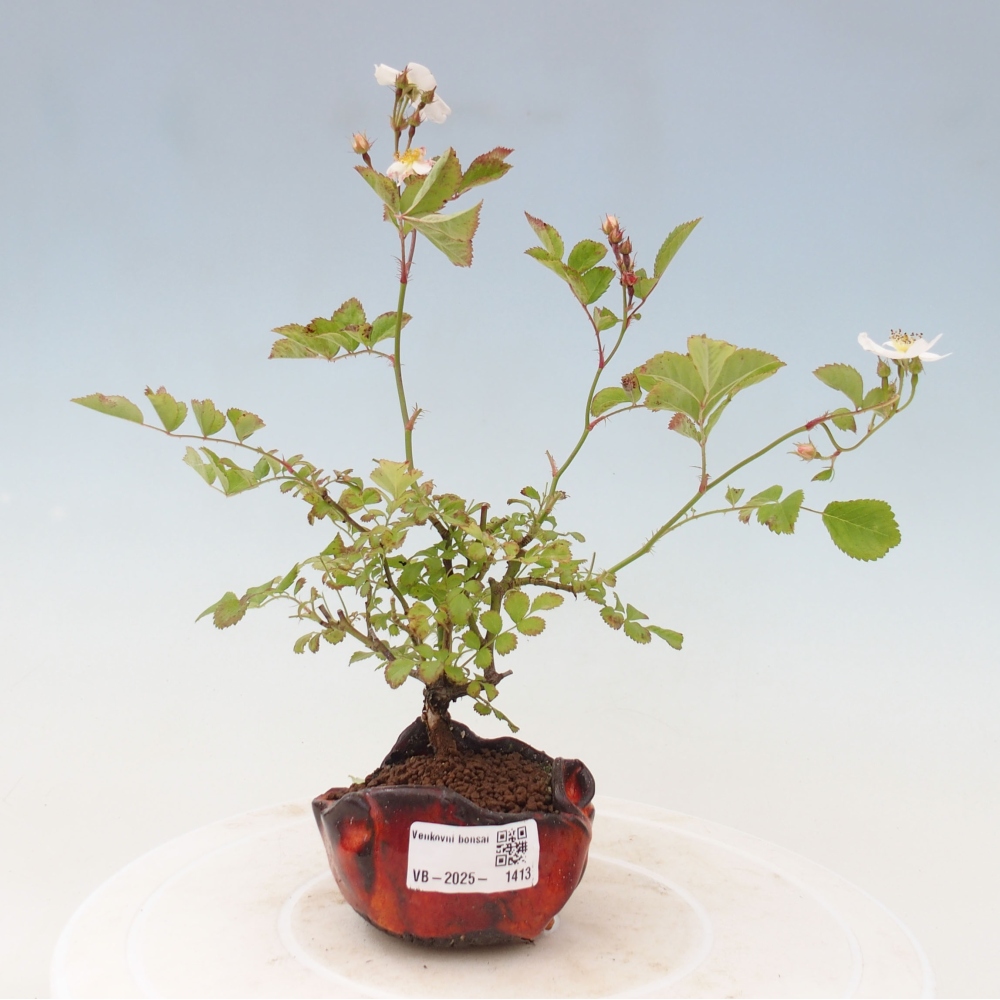 Freilandbonsai - Rosa sp. - kleinblumige Rose