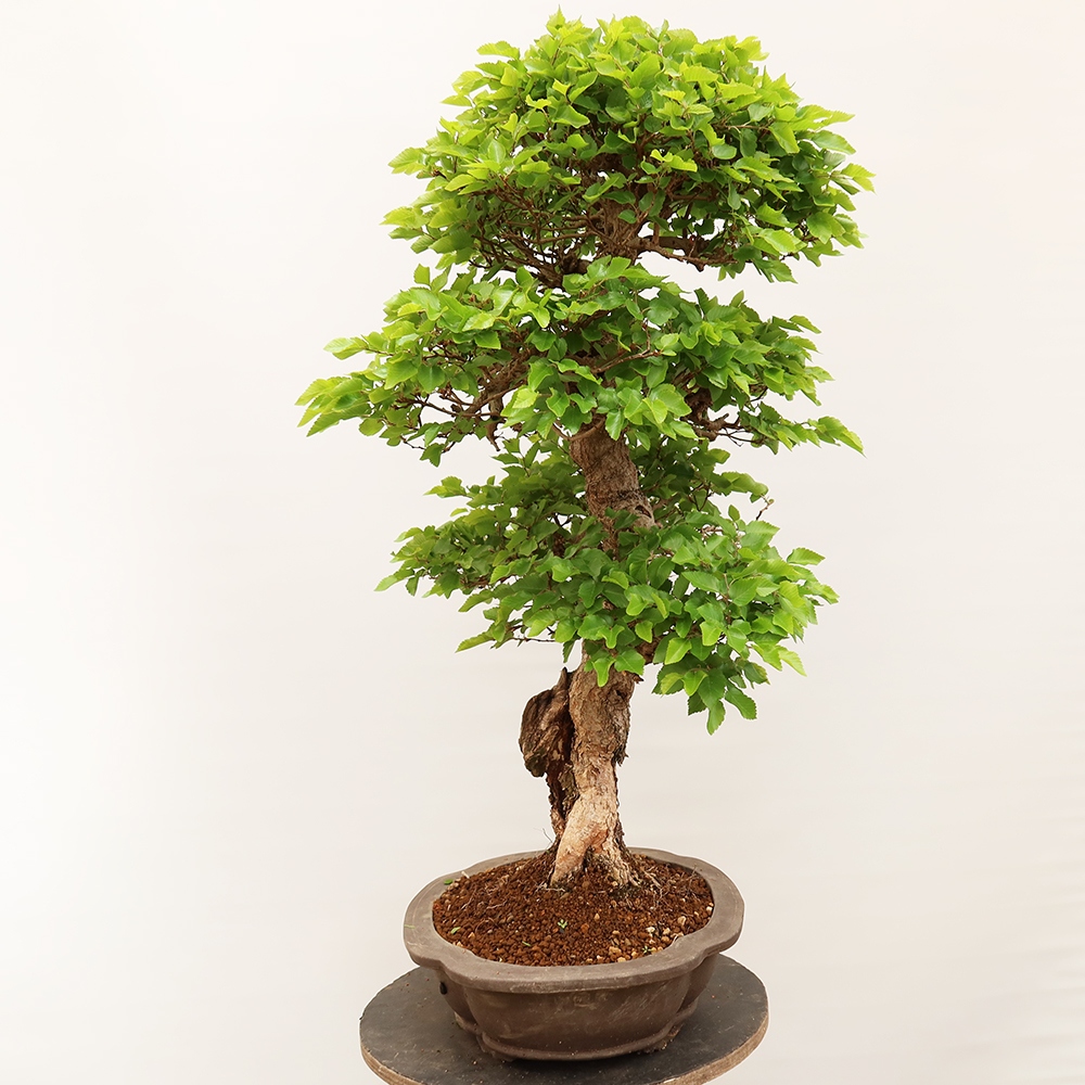 Bonsai im Freien - Carpinus Coreana - Koreanische Hainbuche
