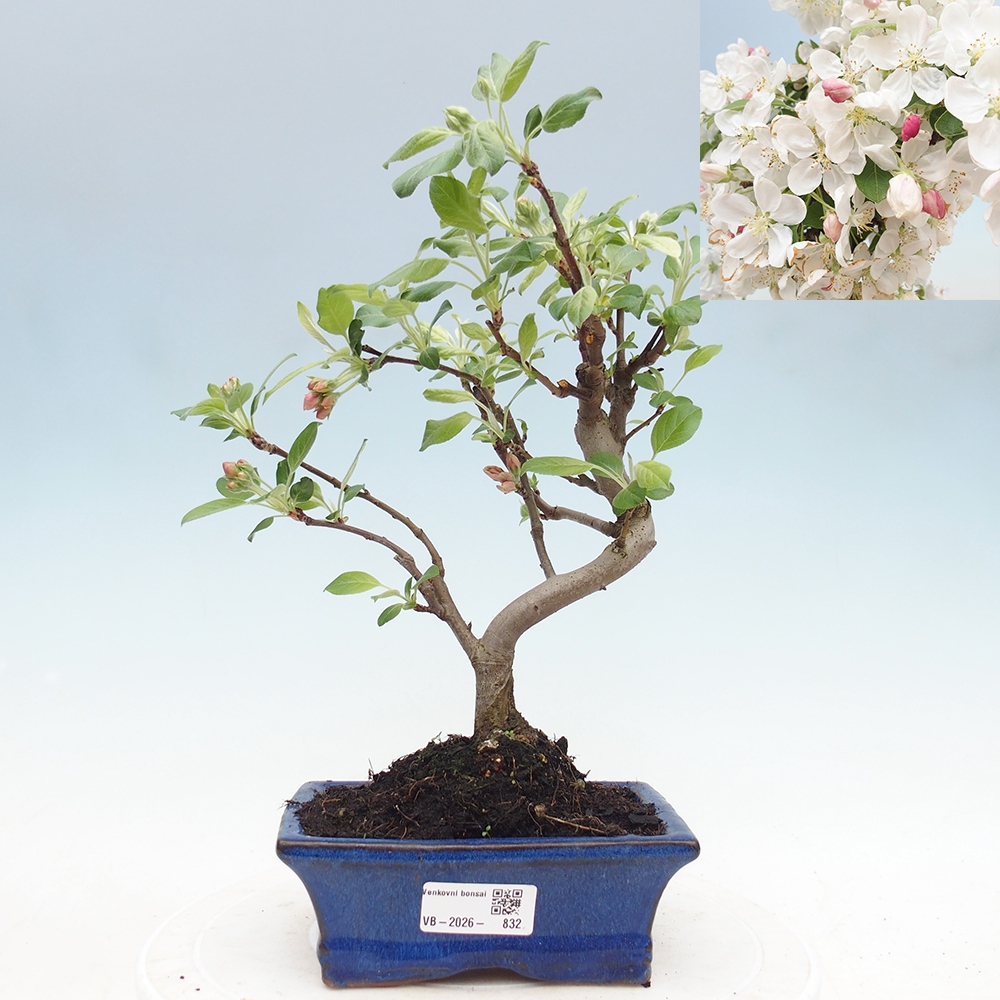 Outdoor-Bonsai -Malus halliana - Kleinfrüchtiger Apfelbaum