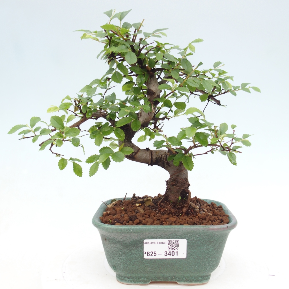 Zimmerbonsai - Ulmus parvifolia - Kleinblättrige Ulme