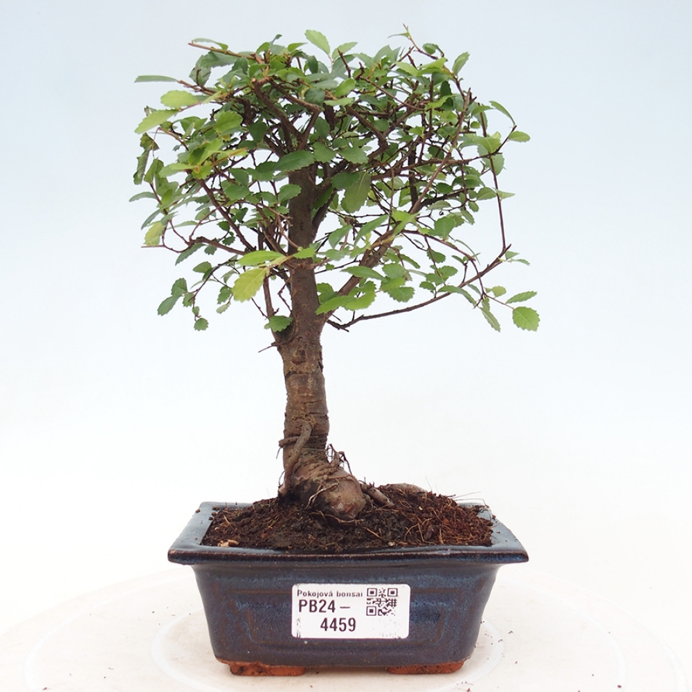 Zimmerbonsai - Ulmus parvifolia - Kleinblättrige Ulme