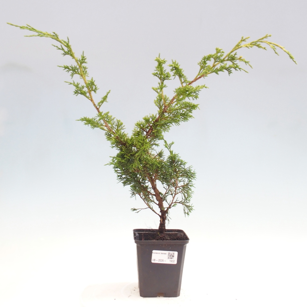 Bonsai für draußen - Juniperus chinensis Itoigawa