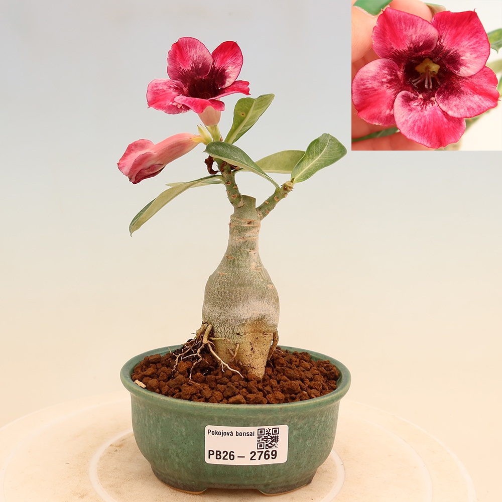Zimmerbonsai – Adenium obesum, veredelt, Sorte „Mumbai Pink Diamond“ – Wüstenrose