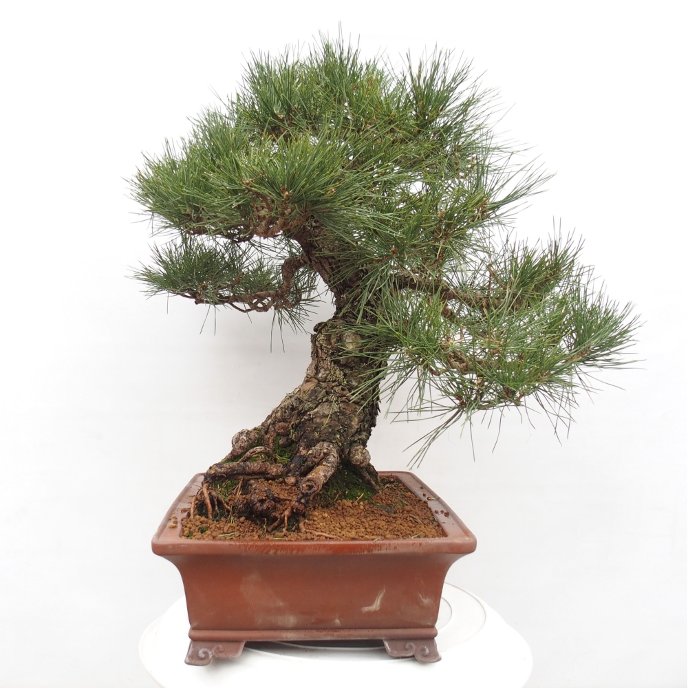 Outdoor-Bonsai - Pinus thunbergii - Thunbergkiefer