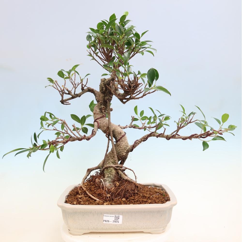 Zimmerbonsai - Ficus kimmen - Kleinblättriger Ficus