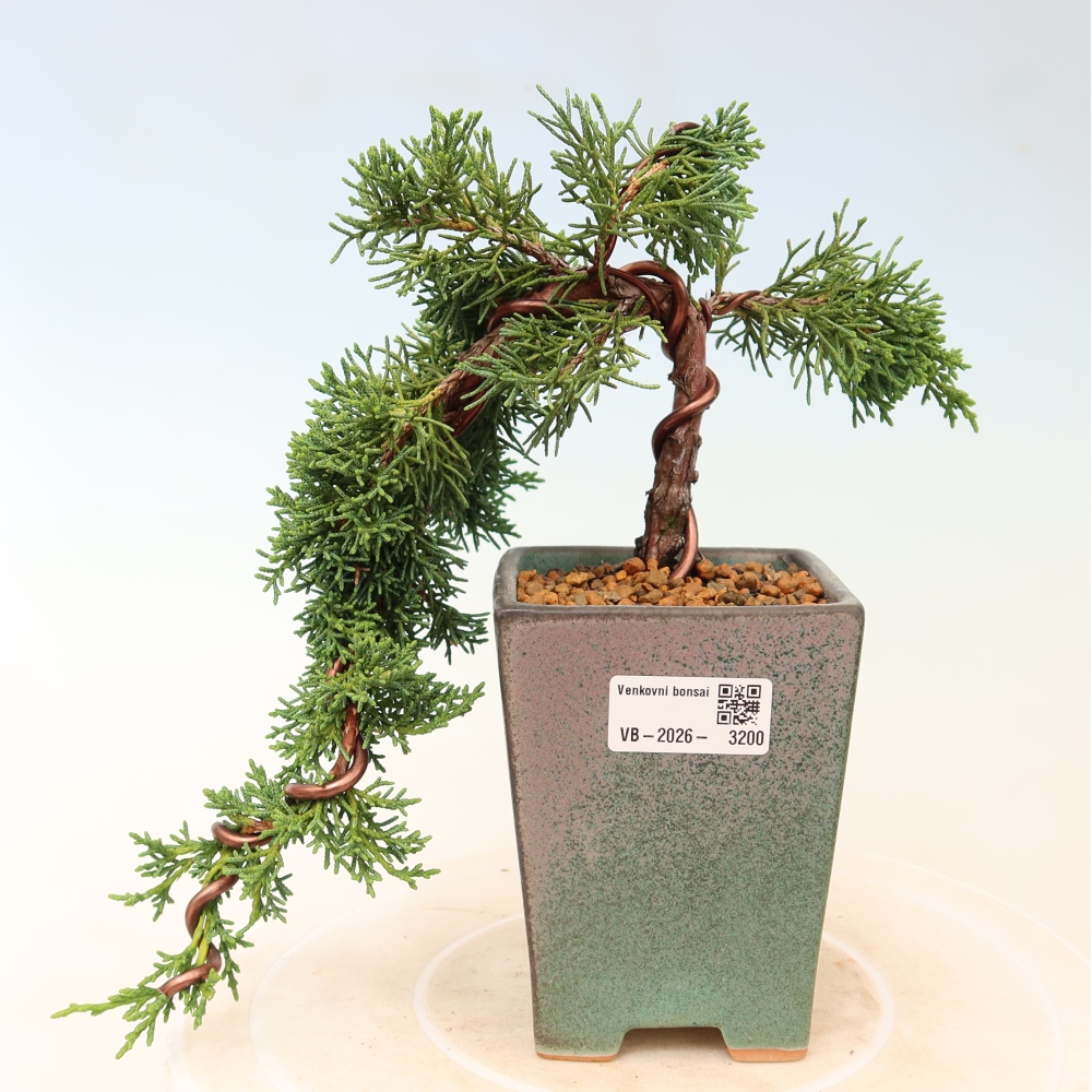Bonsai für draußen - Juniperus chinensis Kishu