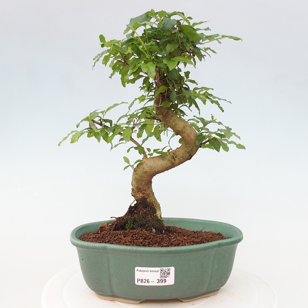 Zimmer Bonsai -Ligustrum chinensis - Vogelschnabel