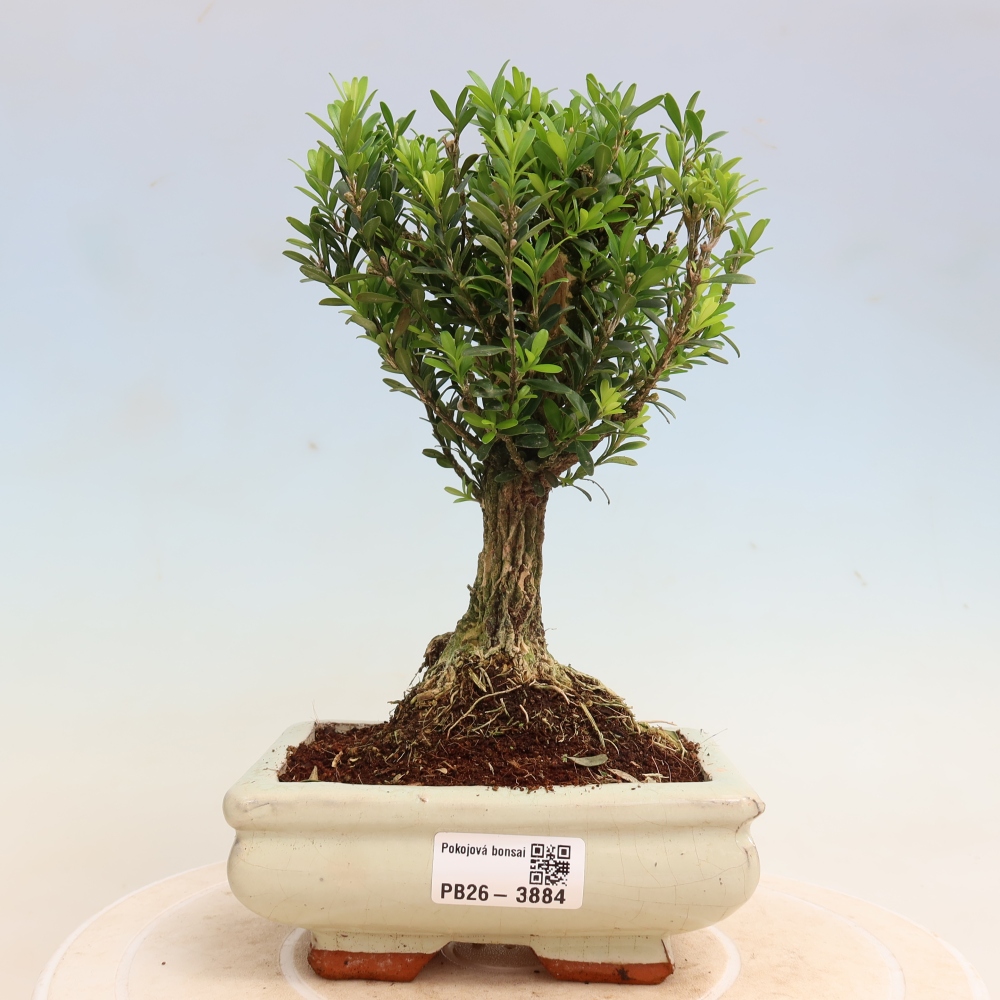 Zimmer Bonsai - Buxus harlandii - Korkbuxus