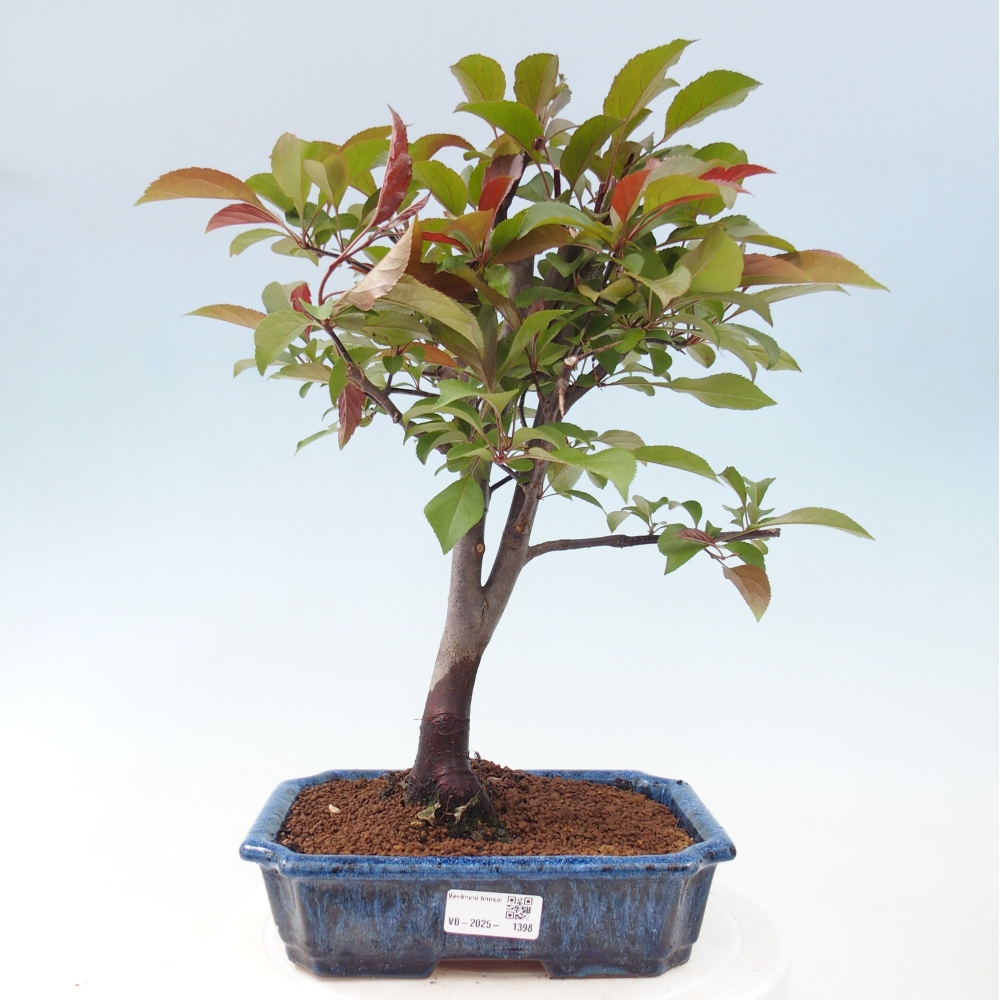 Freilandbonsai - Malus Domestica - Kleinfruchtiger rotblättriger Apfelbaum
