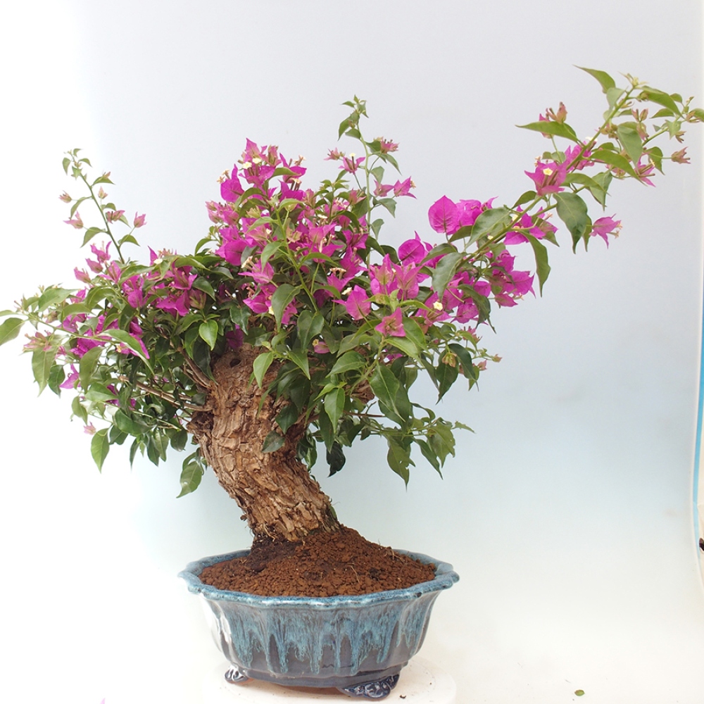 Indoor Bonsai - Bouganwilea