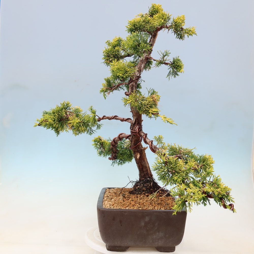 Bonsai für den Außenbereich – Juniperus chinensis  aurea – Chinesischer Goldwacholder