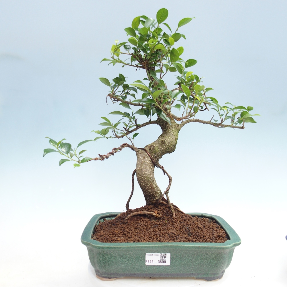 Zimmerbonsai - Ficus kimmen - Kleinblättriger Ficus