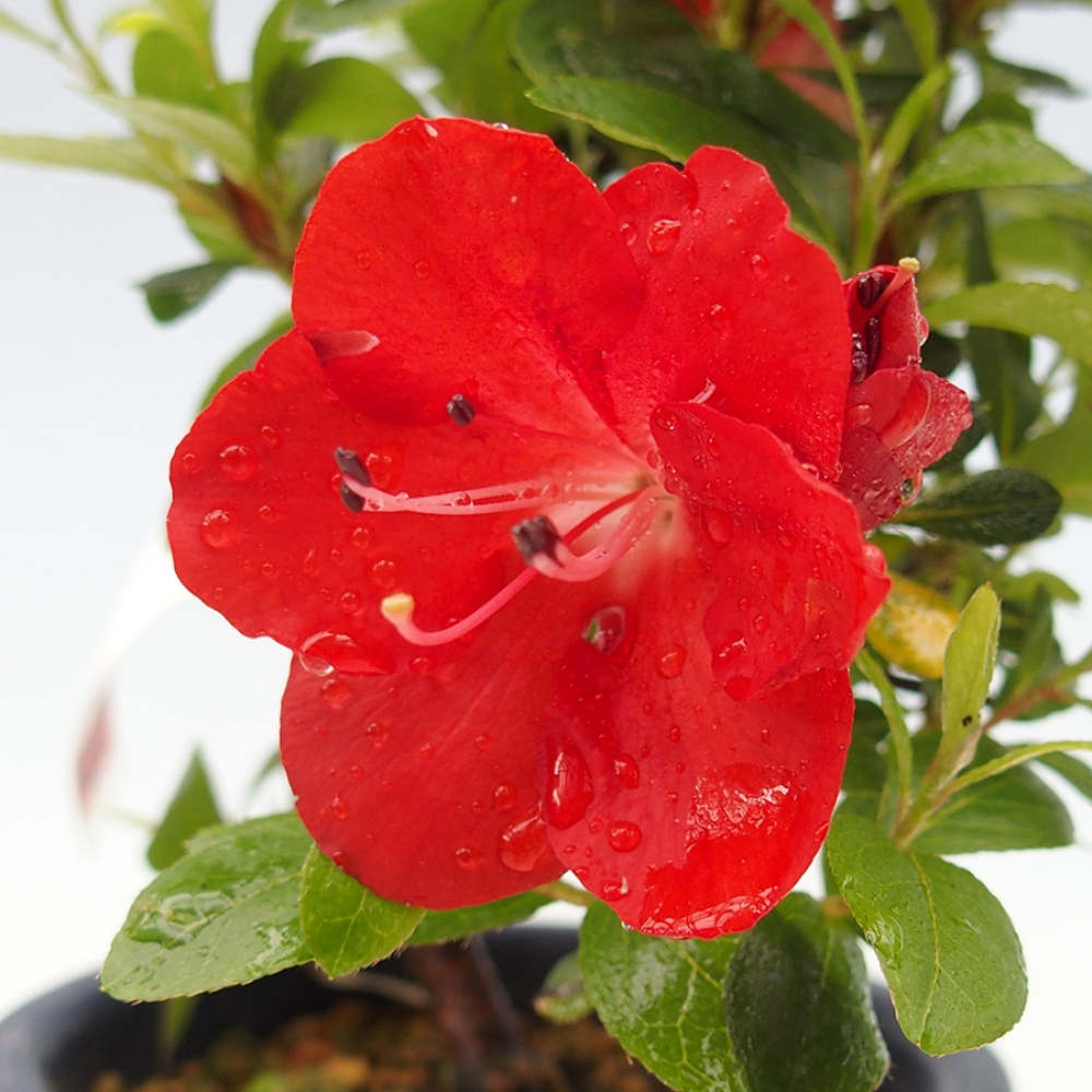 Bonsai im Freien - Japanische Azalee - Azalea Benibeni
