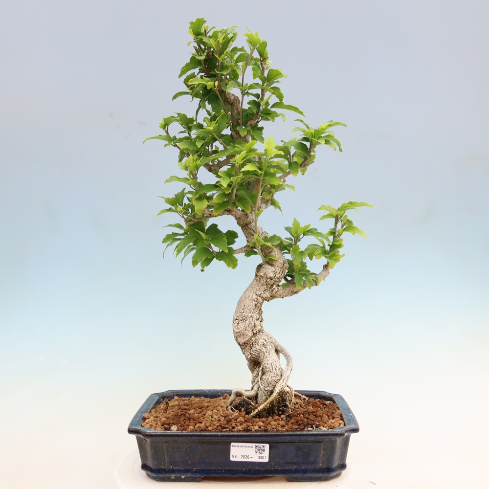 Bonsai für den Außenbereich – Hibiscus syriacus – Syrischer Hibiskus