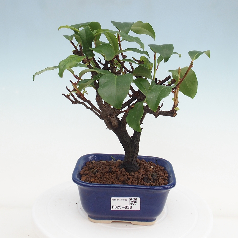 Indoor bonsai -Kadsura japonica 