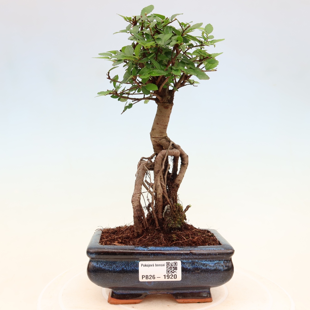Zimmerbonsai - Ulmus parvifolia - Kleinblättrige Ulme