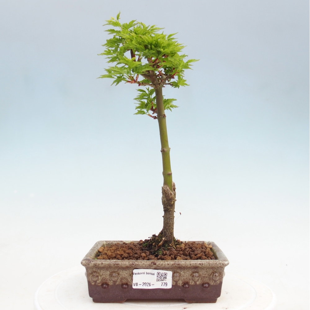 Bonsai für draußen -Javor-Palme Acer palmatum Shishigashira