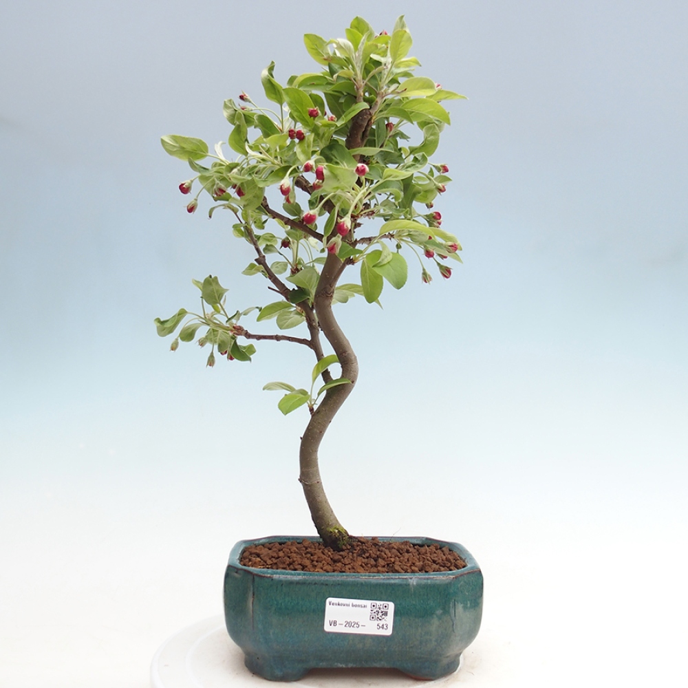Bonsai im Freien - Malus halliana - Kleinfruchtiger Apfelbaum