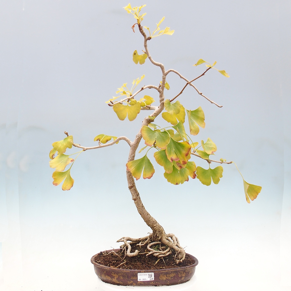 Bonsai im Freien - Ginkgo biloba