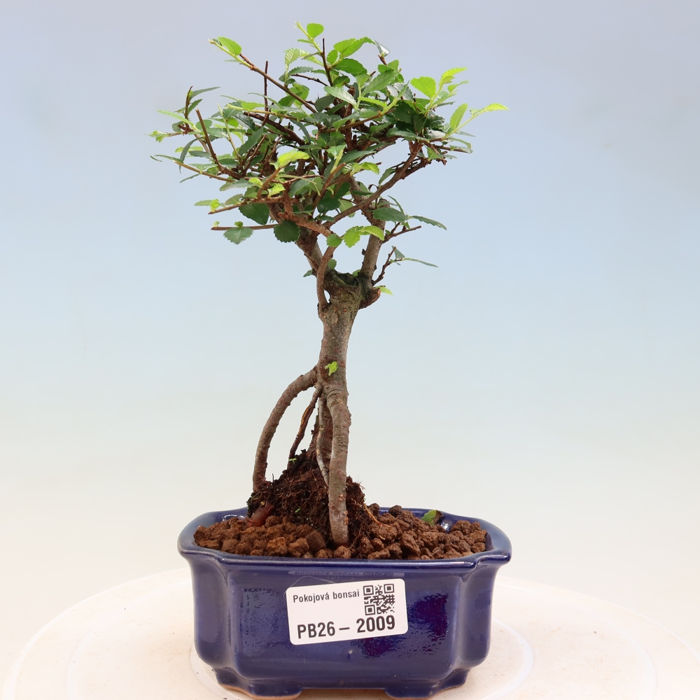 Zimmerbonsai - Ulmus parvifolia - Kleinblättrige Ulme