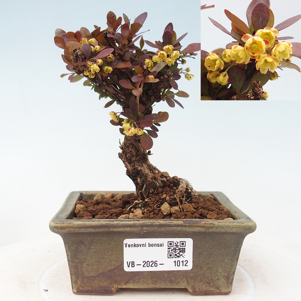 Bonsai für draußen - Berberis Thunbergii Bagatelle