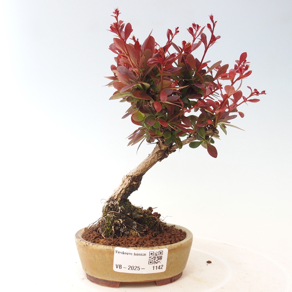 Bonsai im Freien - Berberis thunbergii Kobold - Dřištál Thunberg's