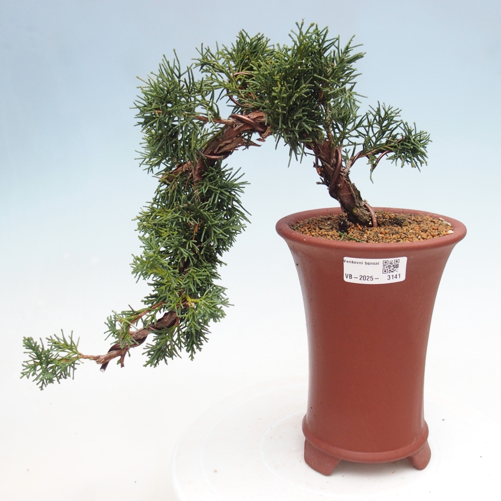 Bonsai im Freien - Juniperus chinensis Kishu - Chinesischer Wacholder