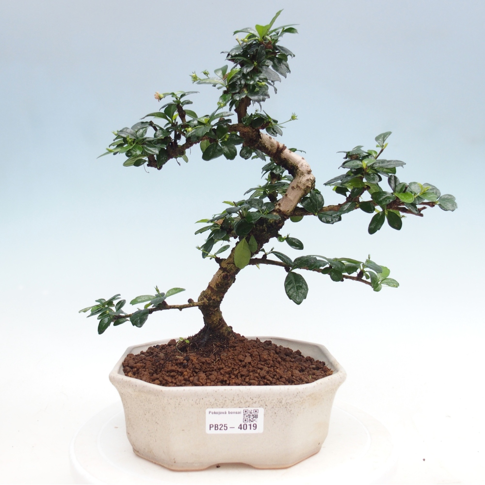 Zimmer-Bonsai - Carmona macrophylla - Tee-Fuki