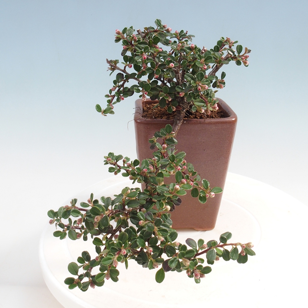 Bonsai im Freien - Cotoneaster horizontalis - Felsenbaum