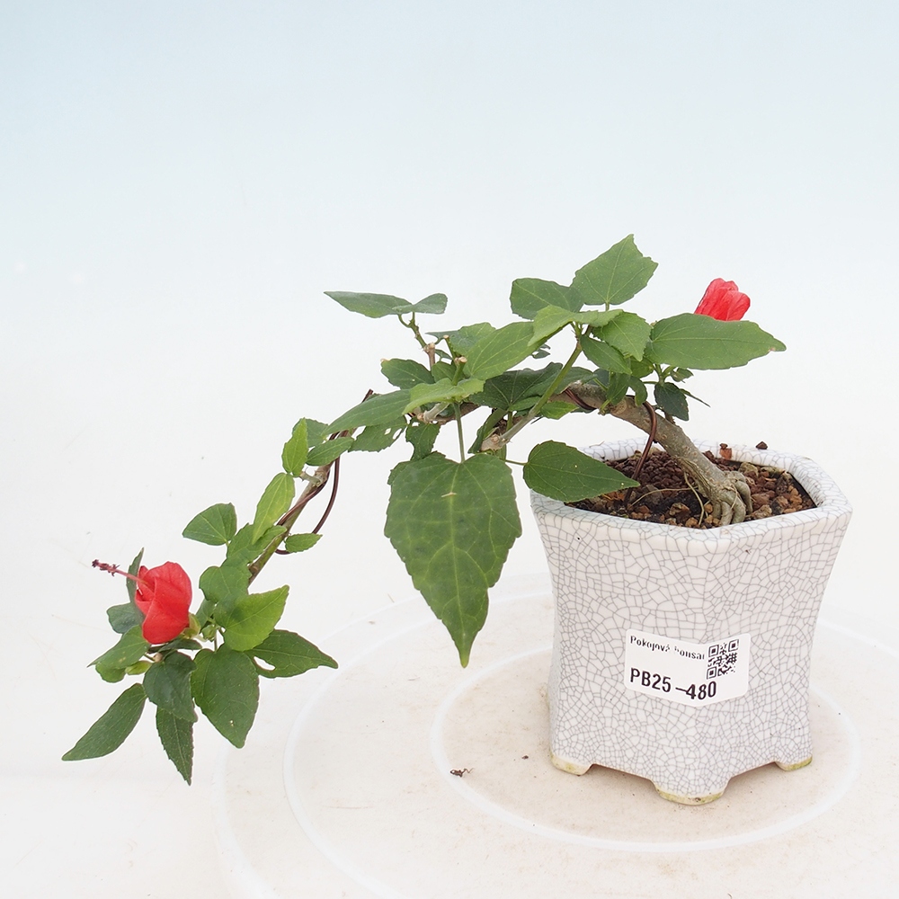 Zimmerbonsai - Malvaviscus arboreus - holziger Hibiskus