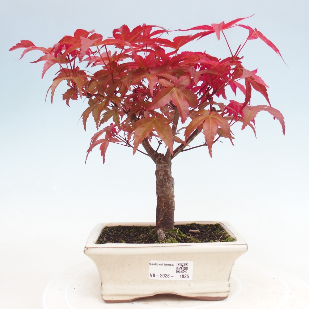 Bonsai für draußen - Acer palmatum DESHOJO