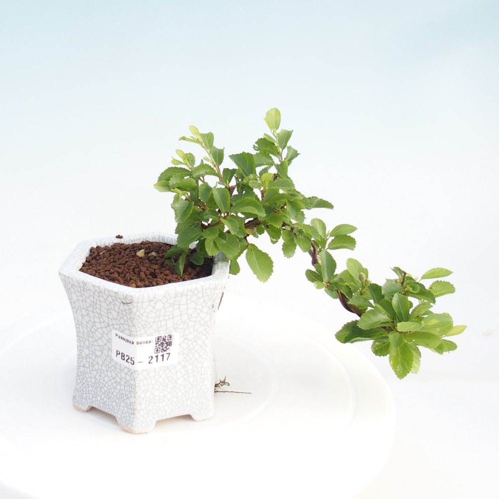 Zimmerbonsai - Grewia occidentalis - Lavendelstern