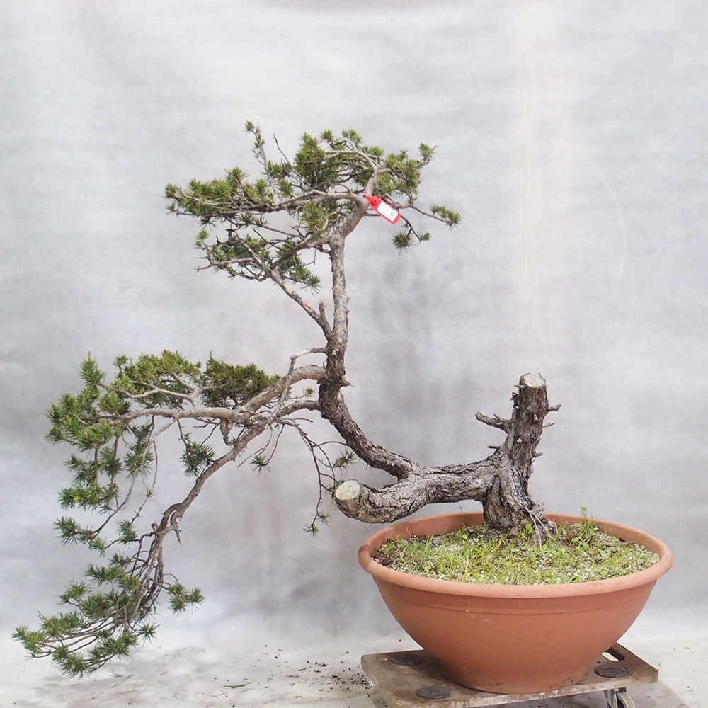 Yamadori - Pinus sylvestris 