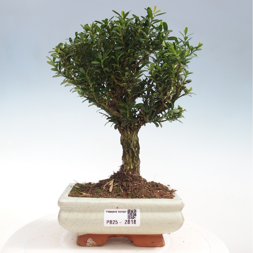 Zimmer Bonsai - Buxus harlandii - Kork Buchsbaum