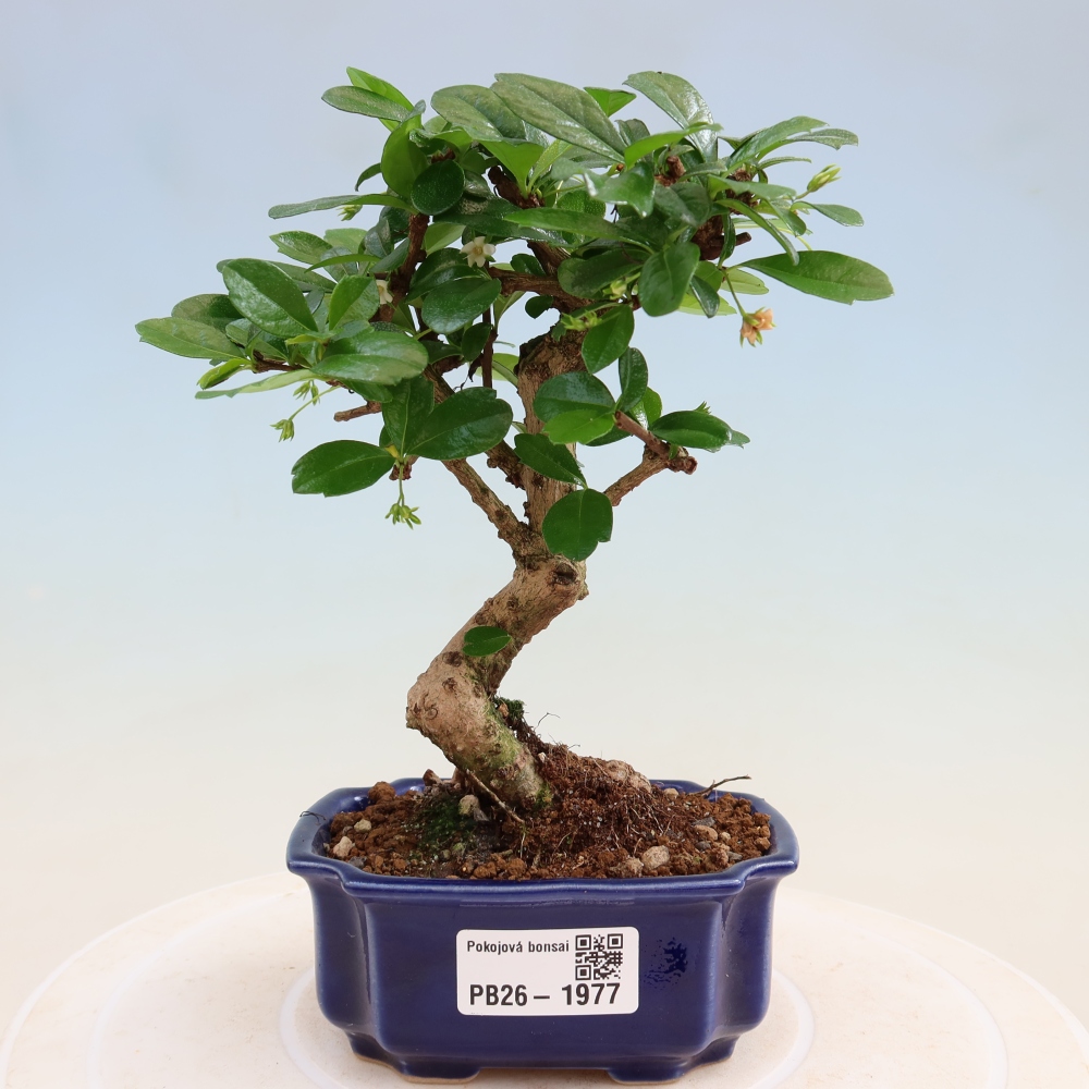 Zimmer-Bonsai - Carmona macrophylla - Tee-Fuki