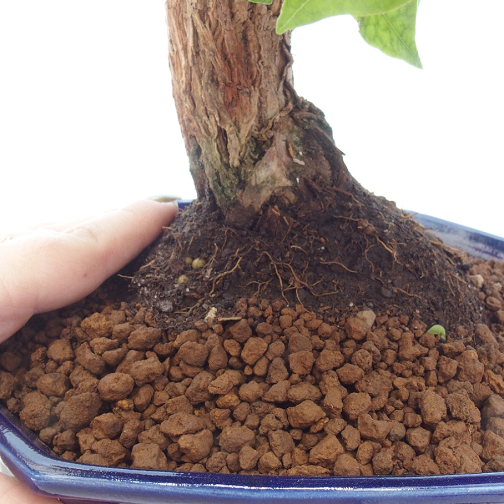 Indoor Bonsai - Bouganwilea