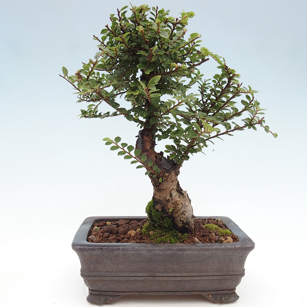 Bonsai im Freien - Ulmus parvifolia Hokkaido - Chinesische Ulme