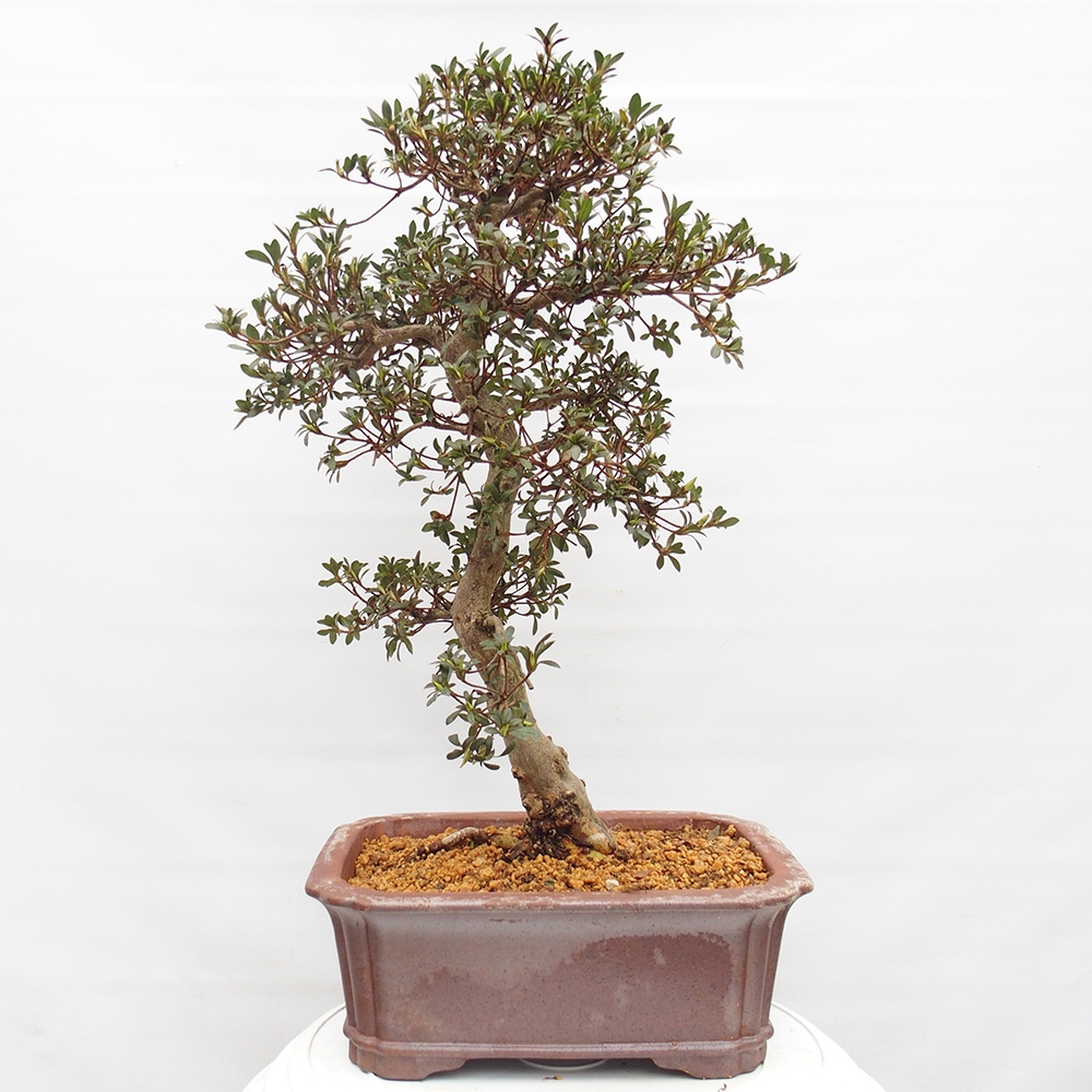Bonsai für draußen - Japanische Azalee - Azalea satsuki